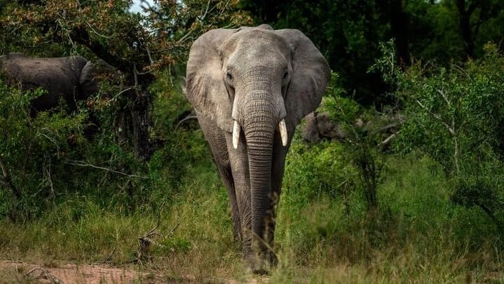 RDC-Environnement: « Les éléphants figurent parmi les espèces menacées d’extinction » (CT Prospère Kirimanzi)