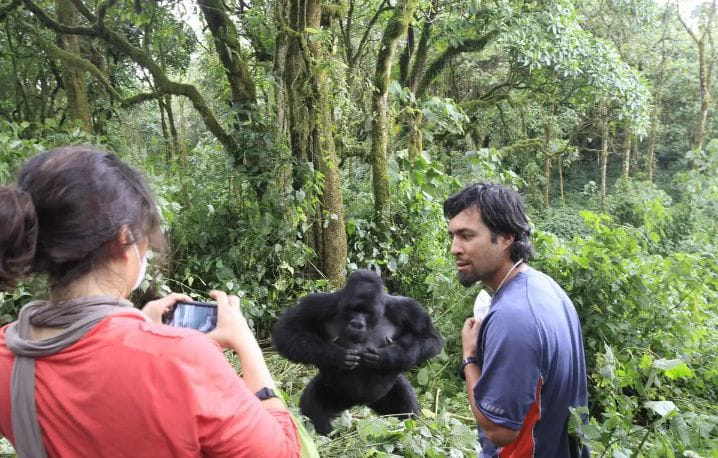 Journée mondiale du tourisme : « L’insécurité, l’urbanisme et le déboisement, des principaux facteurs qui freinent le tourisme dans le parc national des Virunga » (PNVi)